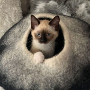 Blue and Turq Cat Cave Bed