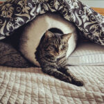 397182_2_7e200777-86e7-4a98-b35f-7ae2becaabf9